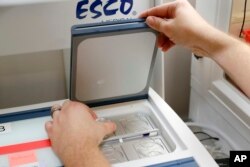 A petri dish with several embryos is removed from an incubator, where they have been housed for one to seven days after fertilization, so cells can be extracted to test for viability at the Aspire Houston Fertility Institute, Feb. 27, 2024, in Houston.