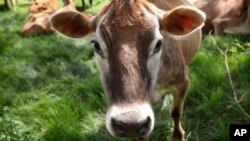 FILE - A Jersey cow feeds in a field in Iowa, May 8, 2018. Dairy farmers could try to implement safeguards against bird flu similar to those used by the poultry industry, but the differences between the situations limit what lessons can be learned.