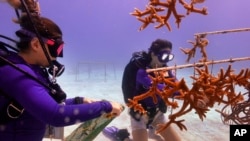Grad student Berfin Sagir, left, and Research associate Catherine Lachnit collect coral fragments to be transplanted, Friday, Aug. 4, 2023, near Key Biscayne, Fla. (AP Photo/Wilfredo Lee)