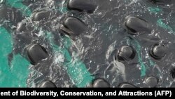 A handout aerial photograph taken July 25, 2023, shows 60-70 pilot whales gathering before scores stranded on a beach in Western Australia. AFP Photo/Western Australia Department of Biodiversity, Conservation, and Attractions 
