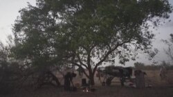 Les éleveurs sénégalais confrontés au changement climatique