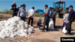 Turkmaniston paxta yetishtirish bo'yicha dunyoda 10-o'rinda (Foto: Turkmen News) 