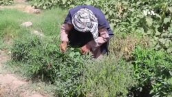 په کندهار کې کروندګر د حاصلاتو د ټیټې بیې او مارکیټ له نشتوالي شکایت لري
