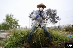 Sukarelawan Kreigh Hampel mengumpulkan sampel akar tanaman dari tanah kosong di Los Angeles, California, untuk diuji oleh para peneliti dari Studi Remediasi Phyto Myco University of California Riverside, 19 Mei 2023. (Patrick T. Fallon / AFP)