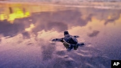 A loggerhead sea turtle hatchling makes it's way to the Atlantis Ocean in this undated photo, in Juno Beach, Fla.