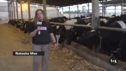 Israeli Reservist Protest Movement Jumps In to Run Farms During Wartime 