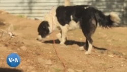 Un groupe de protection des animaux en Namibie contre le vol de chiens