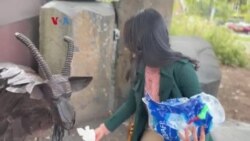 Jalan, Yuk!: Kambing Tempat Sampah Ikonik Kota Spokane