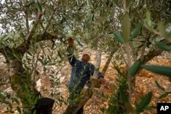 Abdallah Quteish, a retired school principal, checks his olive orchard in the southern village of Houla, near the border with Israel, Lebanon, Nov. 25, 2023.