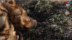 ការប្រមូលផលអូលីវនៅ West Bank ជាប់កុនក្នុងជម្លោះរវាងអ្នកតាំងទីលំនៅជនជាតិជ្វីហ្វនិងប៉ាឡេស្ទីន