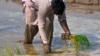El Nino Threatens Rice Crops Across Asia