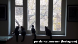 موزه گربه ایرانی در تهران