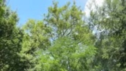 Ini Asal Istilah Politik Kiri dan Kanan