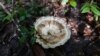 ILUSTRASI - Jamur di hutan Puerto Arturo, Guatemala, 5 Oktober 2023. (Johan ORDONEZ/AFP)