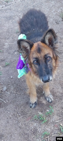 Everyday Grammar: Ceferina, Maria's dog (Photo provided by Maria)