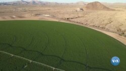 Arizona Saudiya fermasini haydamoqda