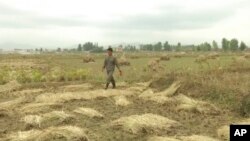 북한 황해남도의 한 농장에서 주민들이 추수를 하고 있다. (자료사진)