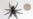Largest Male Specimen of World's Most Venomous Spider Found in Australia 