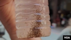 ลูกน้ำที่หุ่นยนต์ล่ายุงตรวจพบ