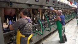 ក្រុម Brothers in Arms ដែលតវ៉ាប្រឆាំងរដ្ឋាភិបាលអ៊ីស្រាអែល ស្ម័គ្រចិត្តជួយកសិដ្ឋានក្នុងពេលសង្រ្គាម