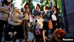 เจ้าของสัตว์เลี้ยงสวดมนต์อวยพรให้สุนัขของพวกเขา ในพิธีชิจิ-โกะ-ซัง ที่เดิมทีเป็นพิธีรับขวัญเด็กให้มีสุขภาพดีและมีความสุข ที่ศาลเจ้าซามะ ในจังหวัดคานางาวา ใกล้กับกรุงโตเกียว 14 พ.ย. 2023 (รอยเตอร์)