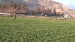 د خلکو اقتصاد خراب شوی د سبزیو بازار هم را لویدلی – کروندګر