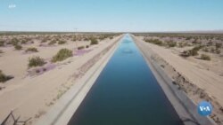 Kolorado daryosi: Cho’ldagi ekinzorlar (3-qism)