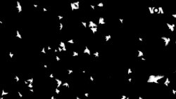 Novi radar predviđa seobe ptica u realnom vremenu