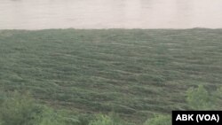 Gonar Da Ta Lalace Sakamakon Ambaliyar Ruwa A Karamar Hukumar Gummi Da Ke Jihar Zamfara