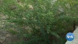 Kenya's Invasive Mathenge Menace Causing Untold Suffering