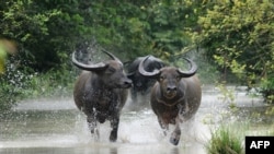 រូបឯកសារ៖ ក្របីព្រៃរត់កាត់ទឹក នៅឧទ្យានសត្វព្រៃ Pobitora កាលពីថ្ងៃទី២៨ ខែមិថុនា ឆ្នាំ២០១២។