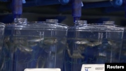 ปลาม้าลาย ที่ ศูนย์ดูแล Zebrafish Core Facility ของสถาบันวิจัยด้านการแพทย์ Karolinksa