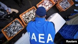 Anggota tim ahli Badan Energi Atom Internasional (IAEA) mengamati ikan untuk dijadikan sampel menyusul pelepasan air limbah PLTN Fukushima, di Pelabuhan Hisanohama, Kamis, 19 Oktober 2023, Iwaki, timur laut Jepang. (Foto: via Reuters)