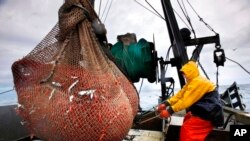 FILE-- James Rich maneuvers a net full of northern shrimp caught in the Gulf of Maine, Jan. 6, 2012. New England's shrimp fishery will remain shut down because of concerns about the health of the crustacean's population amid warming ocean temperatures.