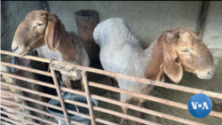 Markaziy Osiyo chegara osha: Tojikiston shimoli 