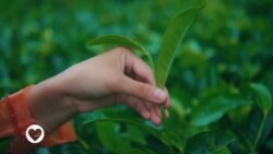 የአፍሪካ ባህላዊ ህክምናዎች 