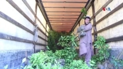 په کندهار کې د املوکو نیالګیو ښه نتیجه ورکړې ده – د نیالګیو پلورونکي
