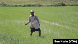 កសិករ​ម្នាក់​បាច​ជី​ដាក់ស្រែ​ក្នុង​ខេត្តពោធិ៍សាត់ កាលពី​ថ្ងៃទី១៨ ខែវិច្ឆិកា ឆ្នាំ២០២៣ ។ (ស៊ុន ណារិន/វីអូអេ)