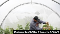 FILE - Entomology researcher Eric Burkness checked raspberry plants growing in a hoop house for signs of spotted wing drosophila Tuesday, Sept. 26, 2017, in Rosemont, Minnesota. (Anthony Souffle/Star Tribune via AP)