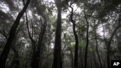 FILE - Mist blankets tall trees after the rain in Mawphlang sacred forest, one of the most renowned in Meghalaya, a state in northeastern India, Sept. 8, 2023. 
