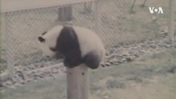 “ส่งคืนแพนด้ายักษ์” ผลพวงความตึงเครียดระหว่าง จีน-สหรัฐฯ หรือไม่?