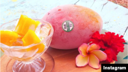 میازاکی آم، فائل فوٹو