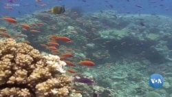 Marjon qoyalarini saqlashning yangicha usullari