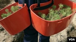 ต้นอ่อนสำหรับใช้ในการปลูกป่า