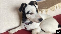 Fini se oporavlja u kući svog preminulog vlasnika pošto je preživela 72 dana u planinama (foto: AP/Dana Holby)