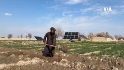 که پیاز په ګرانه بیه خرڅ شي‌، له کوکنارو ډېره ګټه کوي – د بلخ کروندګر