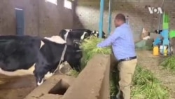 ኣፍረይቲ ጸባ ከባቢ ከተማ መቐለ ዳግም ኣብ ምብርባር