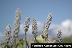 Indonesia baru memproduksi sekitar 6 ribu ton sorgum per tahun karena konsumsi yang masih terbatas. (Foto: Courtesy/YouTube Kementan)