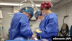 Transplantacija genetski modifikovane svinjske jetre (Foto: eGenesis via AP)
