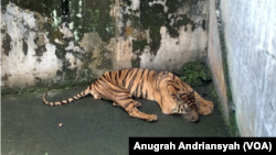 Harimau Sumatra bernama Bintang Sorik yang tampak kurus dan sakit saat berada di kandang satwa Medan Zoo, Kota Medan, Sumatra Utara, Jumat, 12 Januari 2024. (VOA/Anugrah Andriansyah)